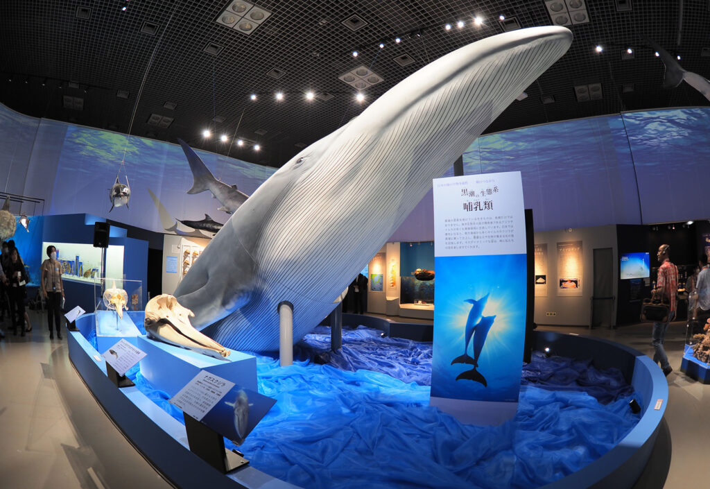 海を知り、未来を考える。特別展「海 －生命のみなもと－」が国立科学博物館で7/15～10/9に開催！